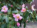 2015-0201-1330_Camellia_5C